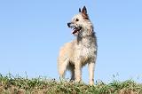 BOUVIER DES ARDENNES 059